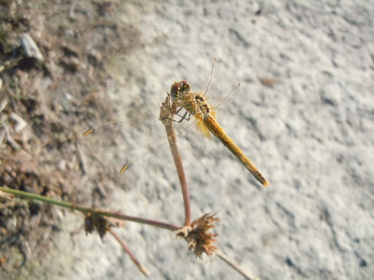 Sympetrum fonscolombii maschio e femmina?